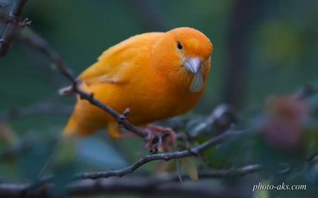 بلبل نارنجی canary bird