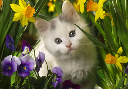 بچه گربه سفید میان گلها cat berween flowers