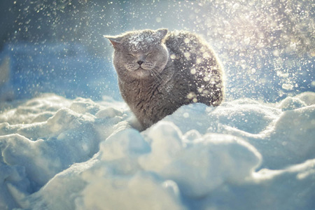 عکس گربه زیر بارش برف cat snow rian
