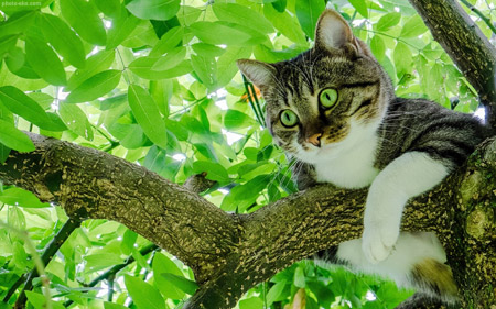 عکس گربه روی شاخه درخت cat on tree