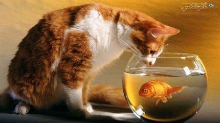 عکس گربه و تنگ ماهی red fish tank vs cat