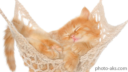 عکس بچه گربه در خواب ناز funny kitten in sleep