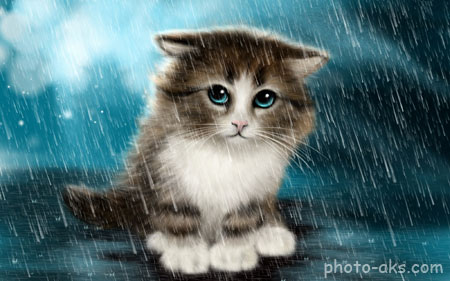 نقاشی گربه ناز زیر باران cat in rain