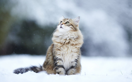 عکس گربه در برف زمستانی cat snow winter