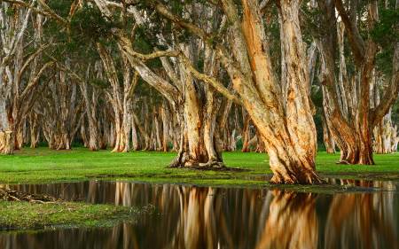 پارک جنگلی صد ساله centennial park australia