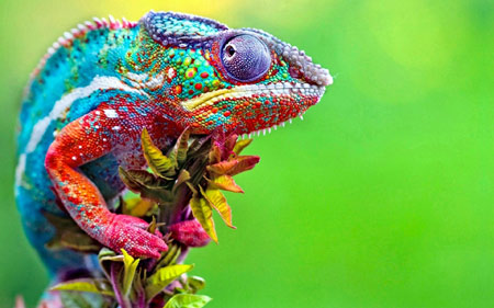 عکس زیبا از آفتاب پرست رنگارنگ chameleon colorful wallpaper