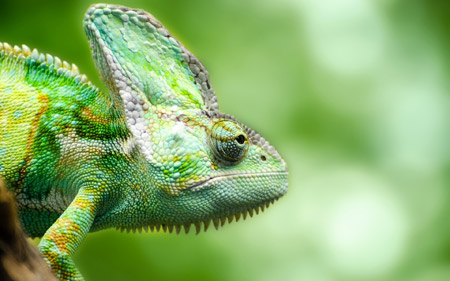 مارمولک آفتاب پرست جنگلی chameleon forest lizard