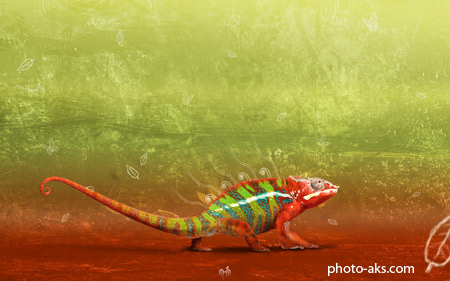 پوستر آفتاب پرست chameleon wallpaper