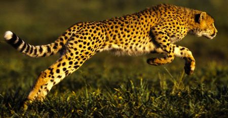 عکس پرش یوزپلنگ cheetah jump picture