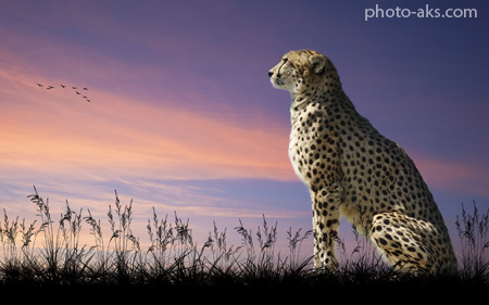 پوستر حیوانات درنده افریقایی cheetah wallpaper