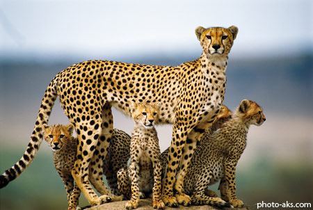 عکس چیتا مادر و فرزندان cheetah family