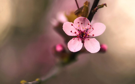 عکس شکوفه بهاری درخت گیلاس cherry blossom spring