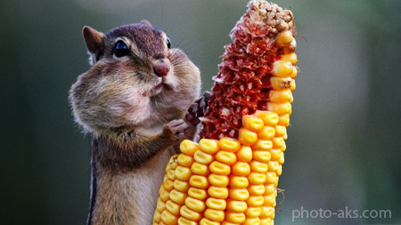 عکس بامزه حیوانات chipmunk eating corn