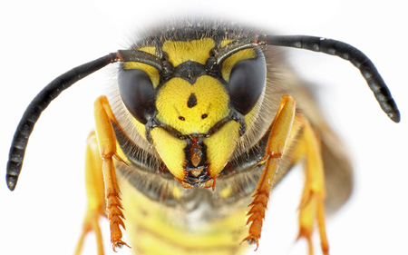 عکس نمای نزدیک زنبور زرد close up bee
