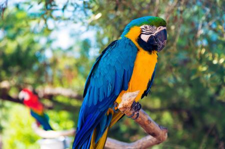 عکس طوطی برزیلی زیبا close up parrot