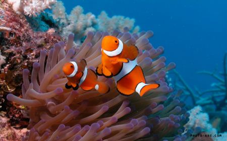 ماهی آکواریومی کلون clownfish