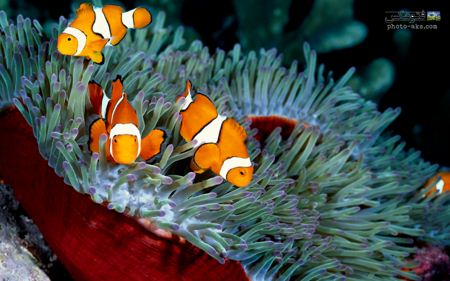 والپیپر زیباترین ماهی ها clownfish wallpaper