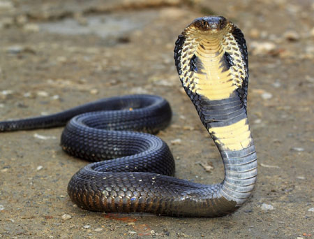 عکس مار کبری در حالت حمله cobra snake wallpaper
