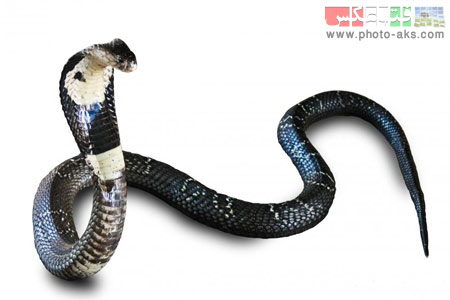 مار کبری cobra snake