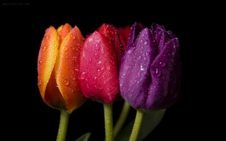 سه گل لاله زرد و قرمز و بنفش colorfull tulipe