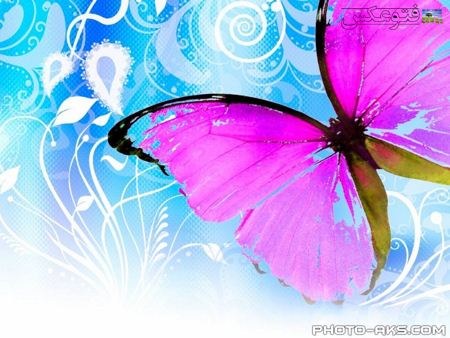 پوستر پروانه بنفش violet batterfly poster