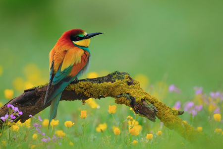 والپیپر و عکس زیبای پرنده رنگارنگ colorful birds wallpaper