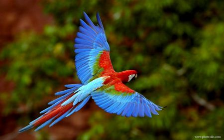 طوطی ماکائو رنگارنگ colorful macaw