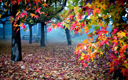 منظره زیبا برگهای رنگارنگ در پاییز colorfull leaf autumn