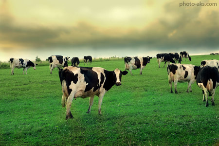 عکس گاو در چمنزار cow in field