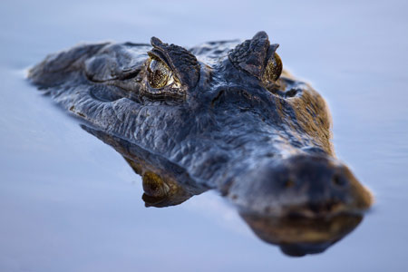 عکس کرکدیل در سطح آب crocodile under water