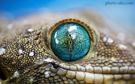 عکس چشم آبی تمساح blue crocodile eyes