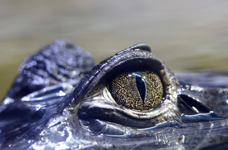 چشم های کرکدیل از زیر آب crocodile eye dangerous