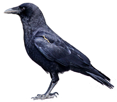 عکس پرنده کلاغ سیاه crow black bird