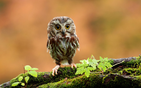عکس بچه جغد بامزه cute baby owl