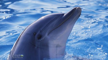 عکس دلفین تربیت شده head of polphin