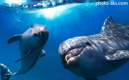 دلفین های بامزه زیر آب cute dolphins