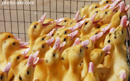 پوستر غذا خوردن جوجه اردک ها cute ducklings