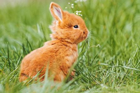 خرگوش بامزه مینیاتوری cute rabbit baby