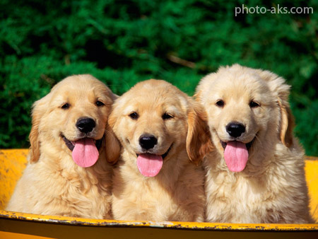 عکس سگهای بامزه cute dogs images