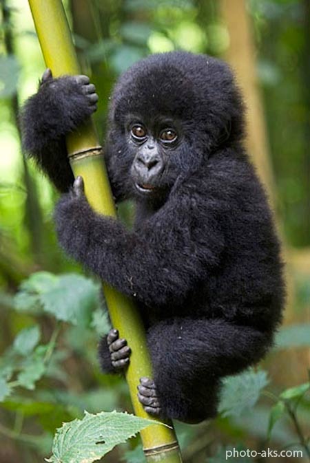 عکس بچه گوریل بامزه cute gorilla