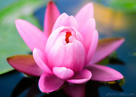 گل لیلیوم صورتی روی آب cute pink water lily