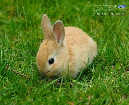 خرگوش کوچولو در چمن سبز cute rabbit baby