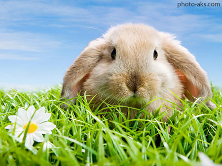 خرگوش تپل سفید cute fat rabbit wallpaper