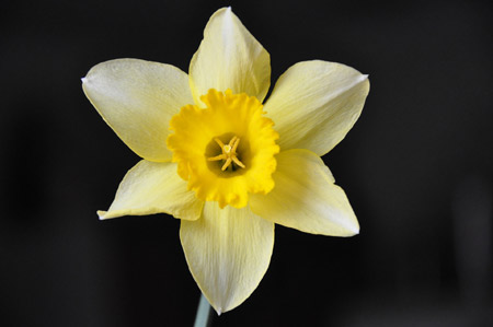 عکس زیبا گلبرگ گل نرگس daffodil flower full hd