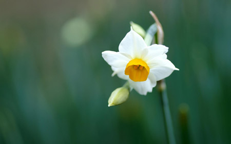 عکس تک شاخه گل نرگس سفید daffodil narcissus flowers