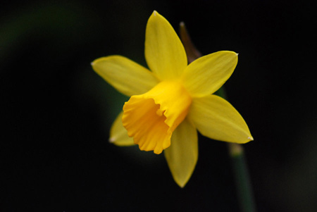 عکس زیبای گل نرکس زرد رنگ yellow daffodil flower