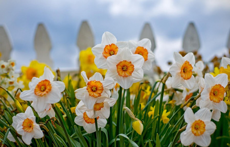 عکس گلهای نرگس طبیعی daffodils flowers