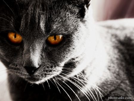 گربه سیاه black and dark cat