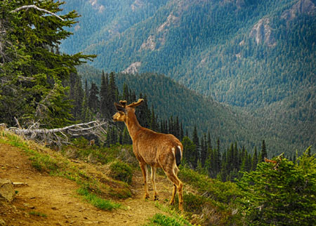 عکس گوزن در کوهستان سرسبز deer mountain forest tree