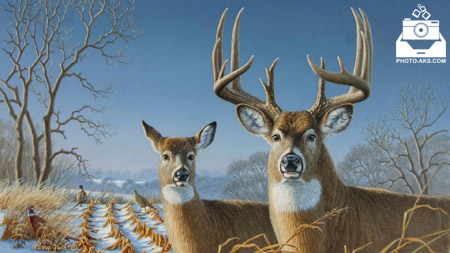 نقاشی زیبای گوزن نر و ماده deer painting